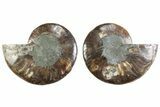 Cut & Polished Crystal-Filled Ammonite Fossil - Madagascar #364747-1